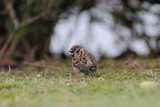 Pilfink (Passer montanus)