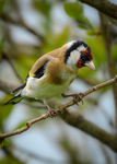 Stillits (Carduelis carduelis)