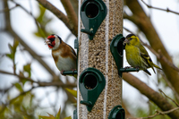 Grønnsisik (Carduelis spinus)