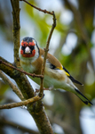 Stillits (Carduelis carduelis)