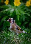 Stillits (Carduelis carduelis)