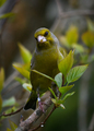 Grønnfink (Carduelis chloris)