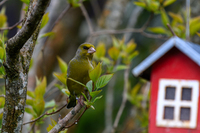 Grønnfink (Carduelis chloris)