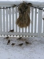 Gulspurv (Emberiza citrinella)