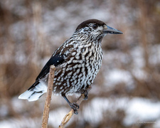 Nøttekråke (Nucifraga caryocatactes)