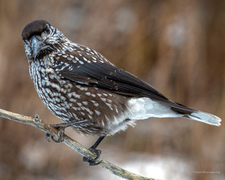 Nøttekråke (Nucifraga caryocatactes)