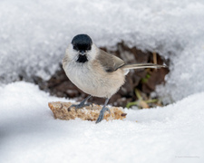 Marsh Tit (Poecile palustris)