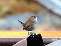 Winter Wren (Troglodytes troglodytes)