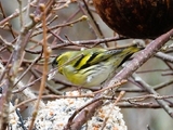 Grønnsisik (Carduelis spinus)