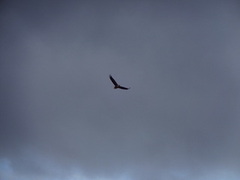 White-tailed Eagle (Haliaeetus albicilla)