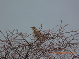 Gråtrost (Turdus pilaris)