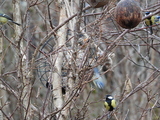 Kjøttmeis (Parus major)