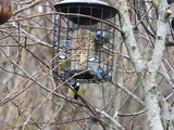 Kjøttmeis (Parus major)