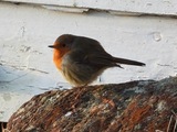 Rødstrupe (Erithacus rubecula)