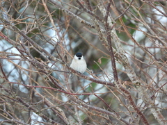 Marsh Tit (Poecile palustris)