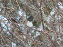 Løvmeis (Poecile palustris)