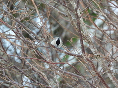 Marsh Tit (Poecile palustris)