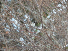 Marsh Tit (Poecile palustris)
