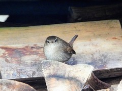 Winter Wren (Troglodytes troglodytes)