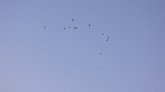 Ravn (Corvus corax)
