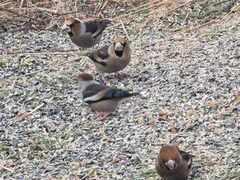 Hawfinch (Coccothraustes coccothraustes)