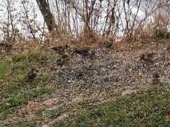 Hawfinch (Coccothraustes coccothraustes)