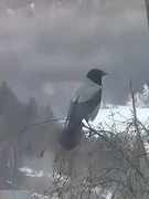 Hooded Crow (Corvus cornix)