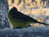 Gulspurv (Emberiza citrinella)