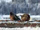 Gråsisik (Carduelis flammea)