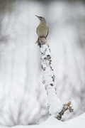Grey-headed Woodpecker (Picus canus)