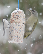 Grey-headed Woodpecker (Picus canus)