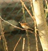 Bjørkefink (Fringilla montifringilla)