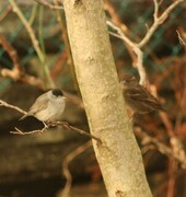 Blackcap (Sylvia atricapilla)