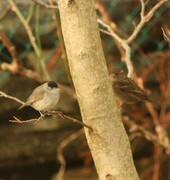 Munk (Sylvia atricapilla)