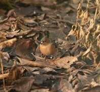 Chaffinch (Fringilla coelebs)