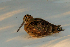 Rugde (Scolopax rusticola)