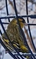 Grønnsisik (Carduelis spinus)