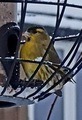 Grønnsisik (Carduelis spinus)