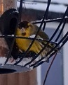 Grønnsisik (Carduelis spinus)