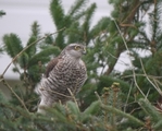 Spurvehauk (Accipiter nisus)