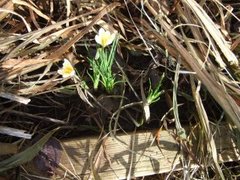 Crocus (Crocus)