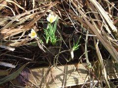 Krokusslekta (Crocus)