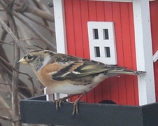 Bjørkefink (Fringilla montifringilla)