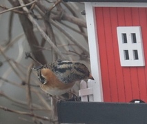 Bjørkefink (Fringilla montifringilla)