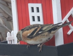 Bjørkefink (Fringilla montifringilla)