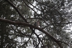 Ringdue (Columba palumbus)