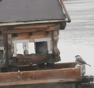 Marsh Tit (Poecile palustris)