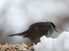 Blackcap (Sylvia atricapilla)