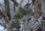 Gråspett (Picus canus)