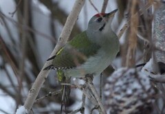 Grey-headed Woodpecker (Picus canus)